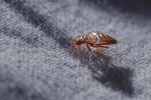 Des infestations de punaises de lit au CHSLD La Prairie