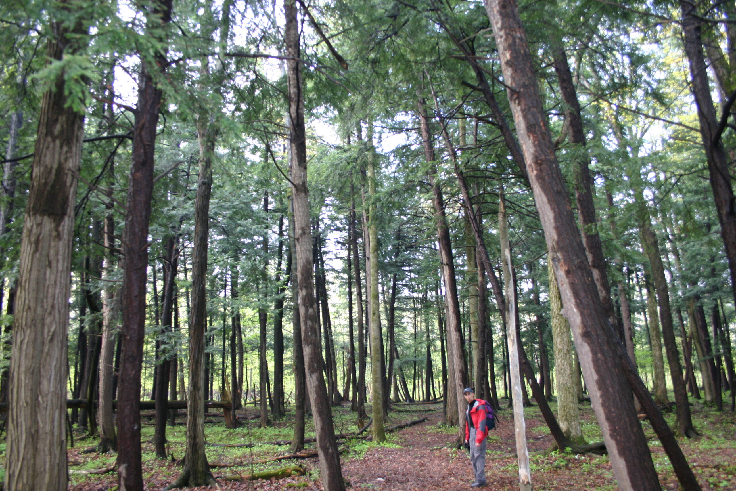 La CMM suggère d&rsquo;acheter avec Québec des terrains dans le boisé Châteauguay-Léry