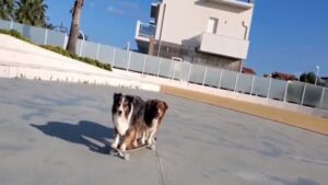 Deux chiens font de la planche à roulette et c&rsquo;est hilarant