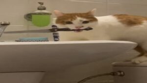 Prenez garde à votre chat!