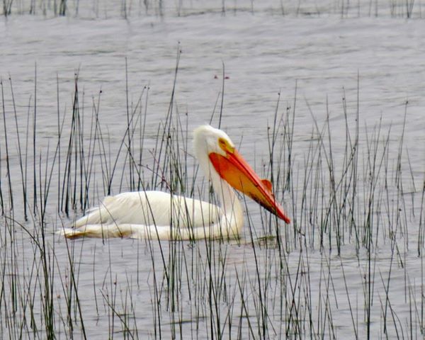 Un oiseau rare en Montérégie