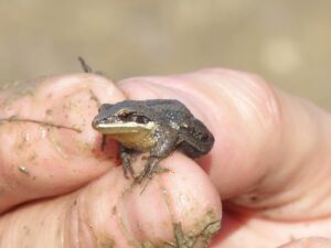Le cas de la rainette débattu en cour