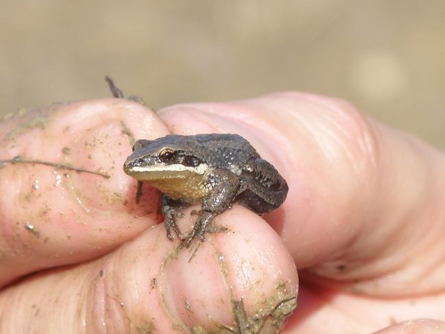 Le cas de la rainette débattu en cour