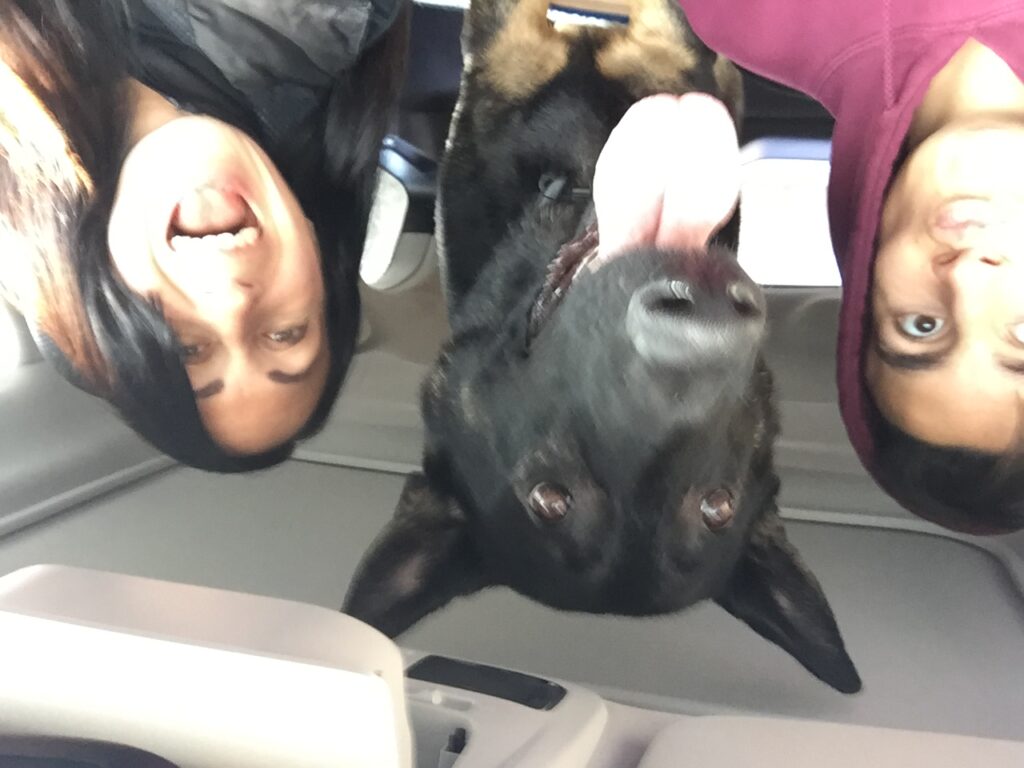 Le chien «Boomer» retrouvé sain et sauf à Ottawa