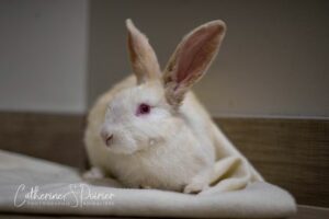 Casper, la vedette de la semaine