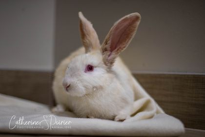 Casper, la vedette de la semaine