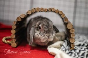 Walter, la vedette de la semaine