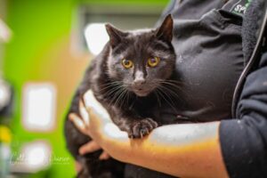 Clover, la vedette de la semaine