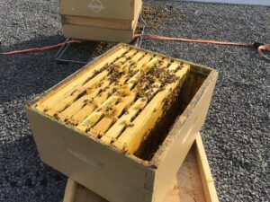 Le Collège Charles-Lemoyne à la rescousse des abeilles