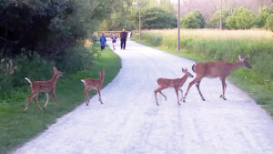 Photo de la semaine – Traverse de faons à Longueuil