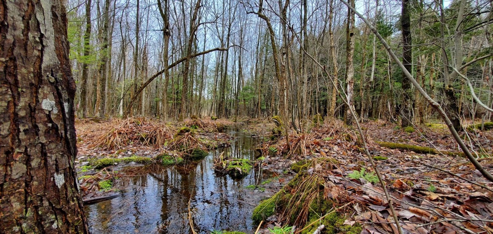 De nouveaux espaces de 46 hectares protégés sur le mont Rigaud