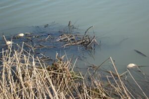 Une cinquantaine de carpes communes trouvées mortes