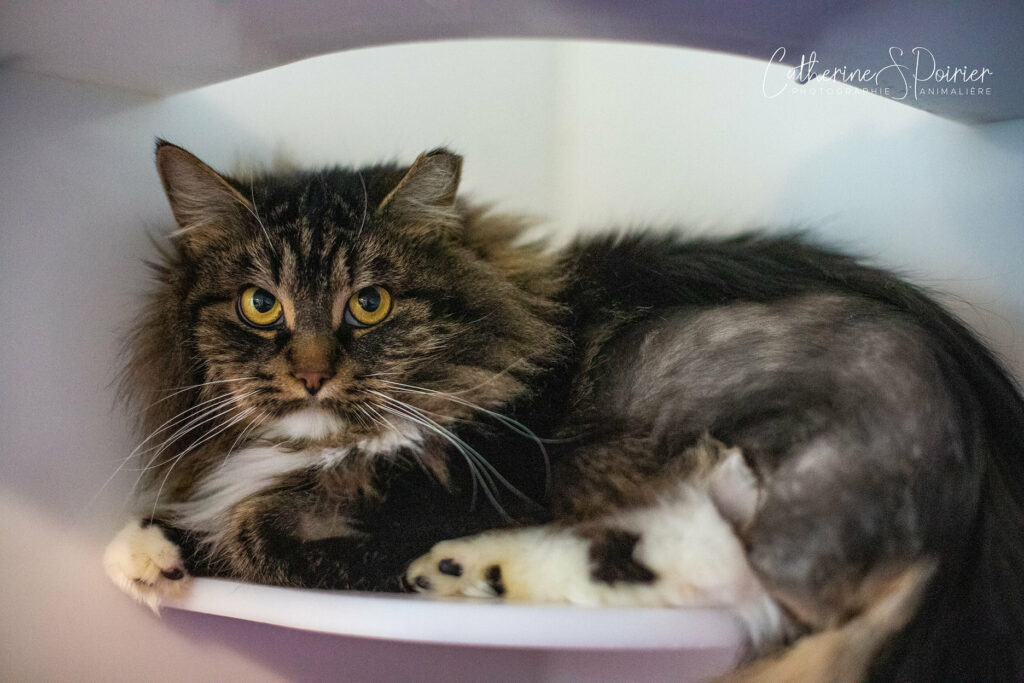 Alaska, la vedette de la semaine