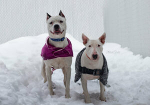 Abby et Muller, les vedettes de la semaine