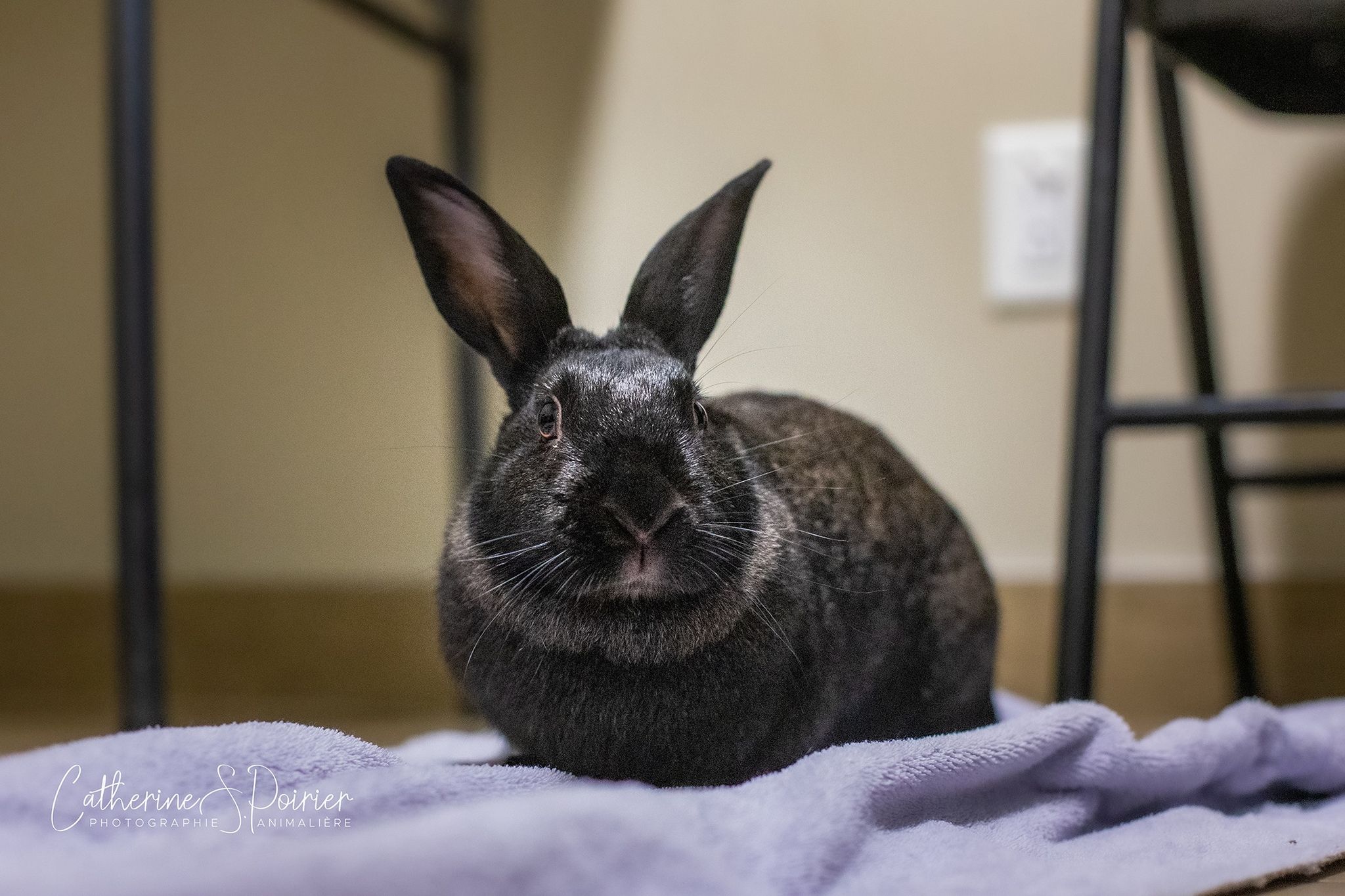 Odelia, la vedette de la semaine