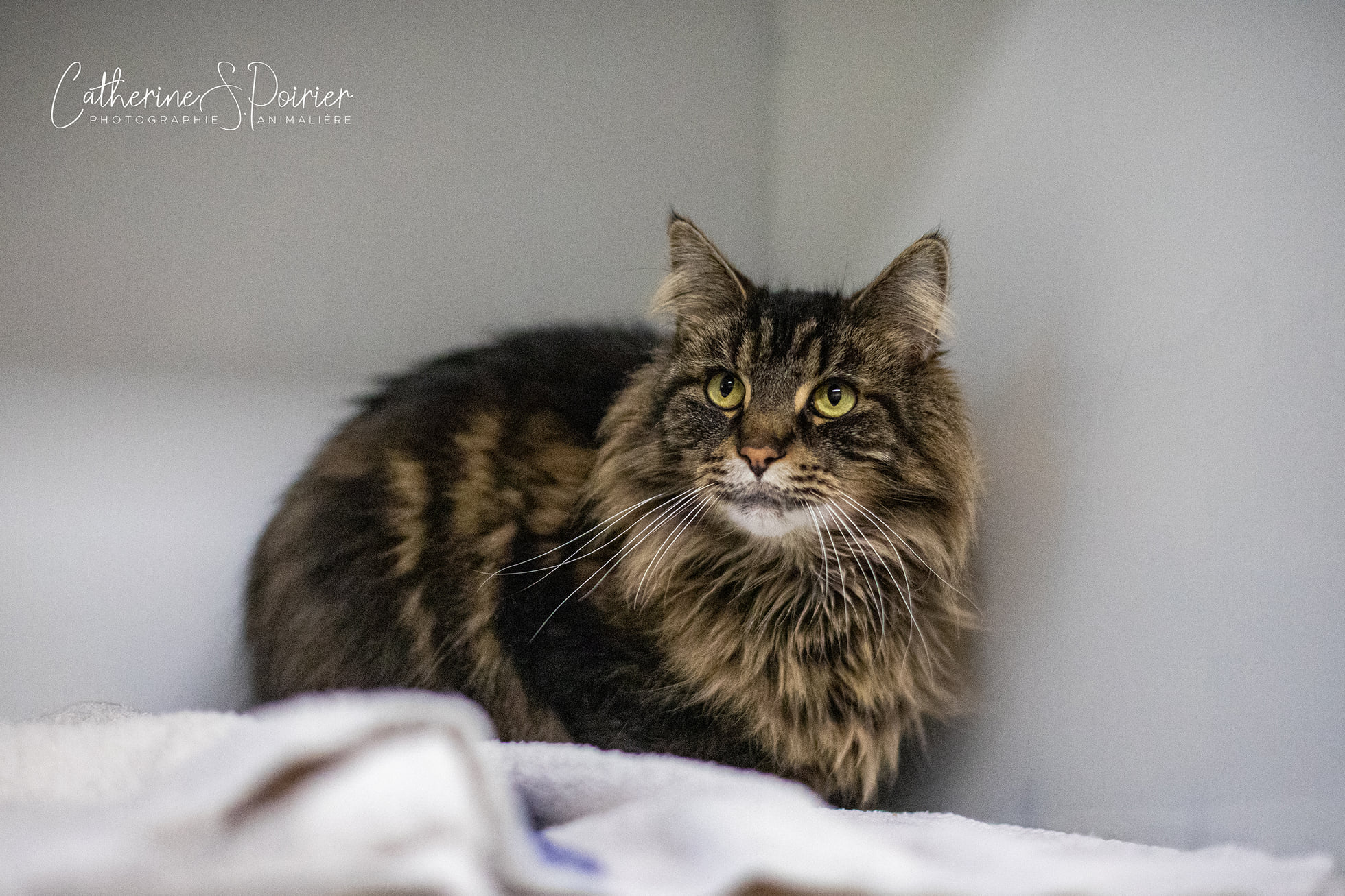 Boris, la vedette de la semaine