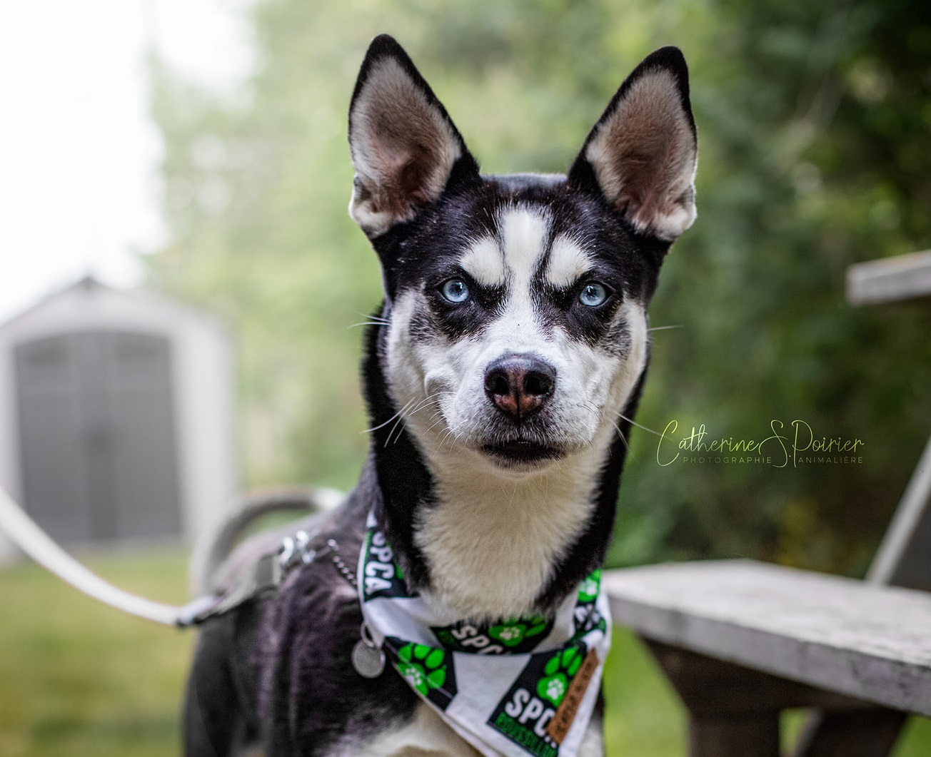 Zelda, l&rsquo;animal de la semaine