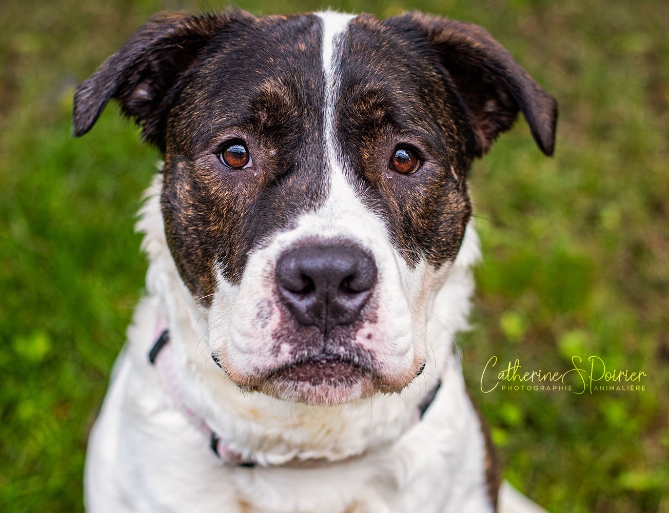 Snoopy, la vedette de la semaine