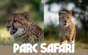 Deux guépards du Parc Safari retournent en Afrique