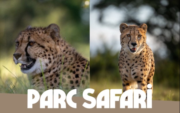Deux guépards du Parc Safari retournent en Afrique