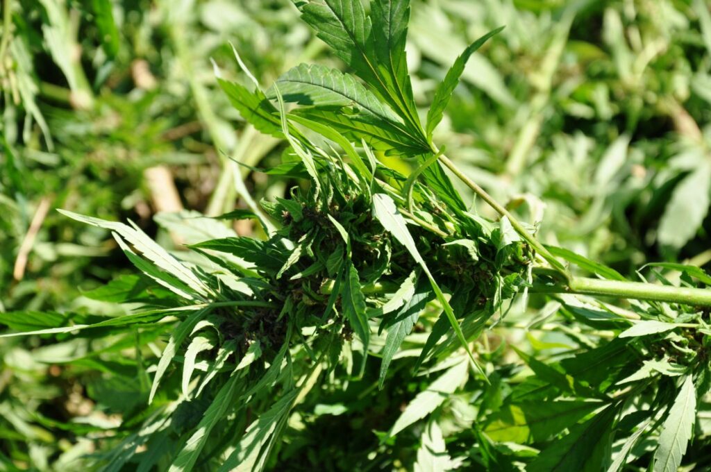 Saisie de plus de 1400 plants de cannabis