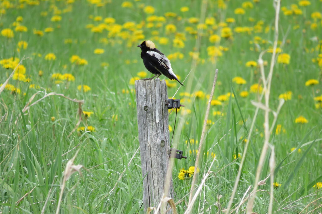 De meilleurs habitats pour 12 espèces en péril de la Montérégie