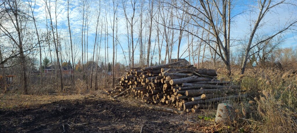Des arbres abattus dans un boisé à Candiac