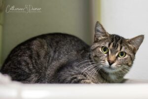 VIDÉO – Une remorque se renverse à La Prairie