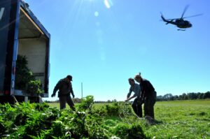 La police récolte des plants de cannabis illégaux