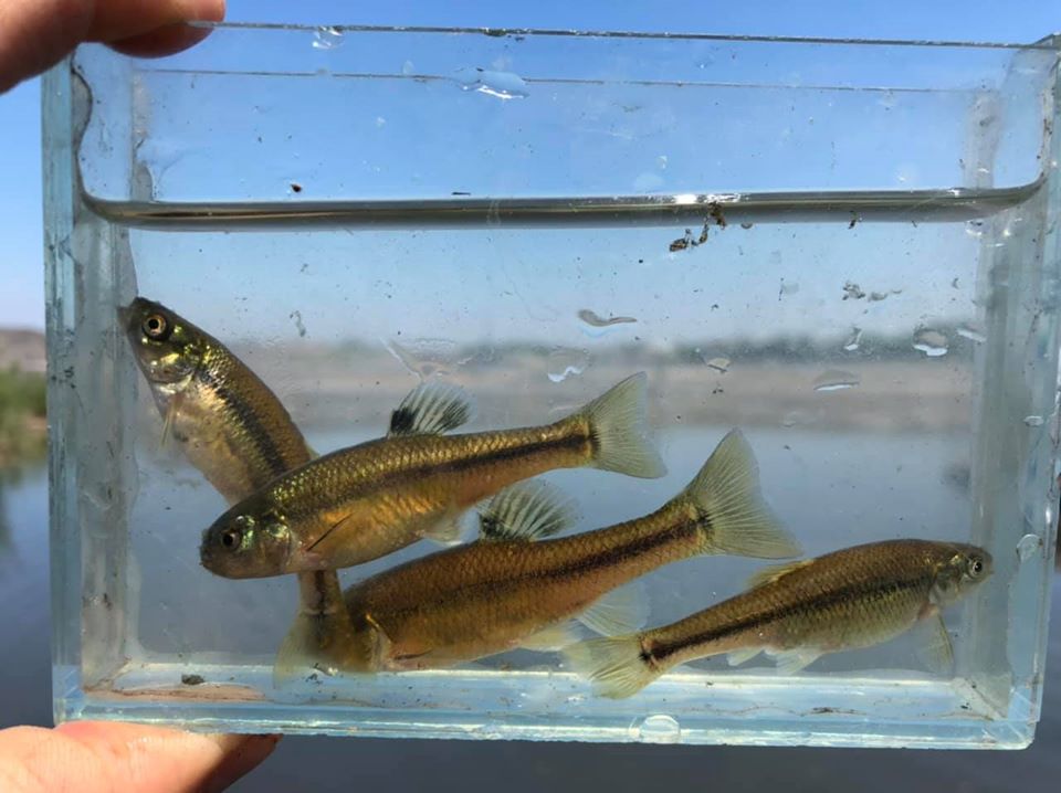 Un mouvement citoyen accuse Acti-Cité d’ensevelir des espèces aquatiques dans la carrière