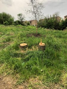 Des arbres coupés pour aménager le Sentier de la découverte à Candiac