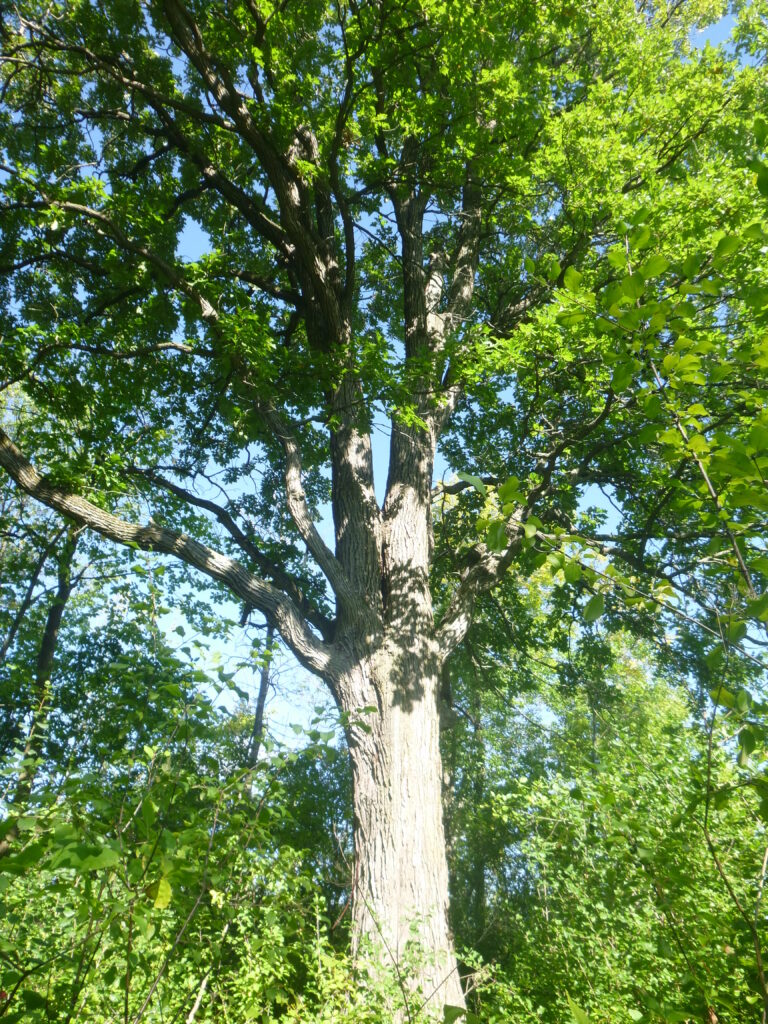 Saint-Constant adhère au Fonds des municipalités pour la biodiversité