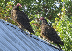 Des drôles d’oiseaux qui font jaser à Sainte-Catherine