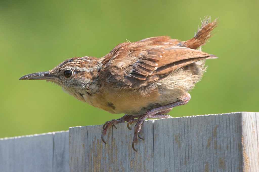 Des ornithologues de la région contribuent à un atlas sur les oiseaux nicheurs du Québec