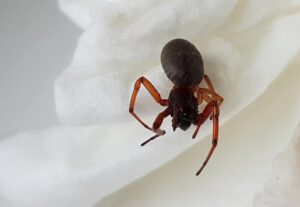 Questionnement sur une variété d’araignées