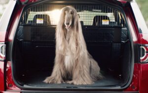 Land Rover offre maintenant en option un ensemble canin