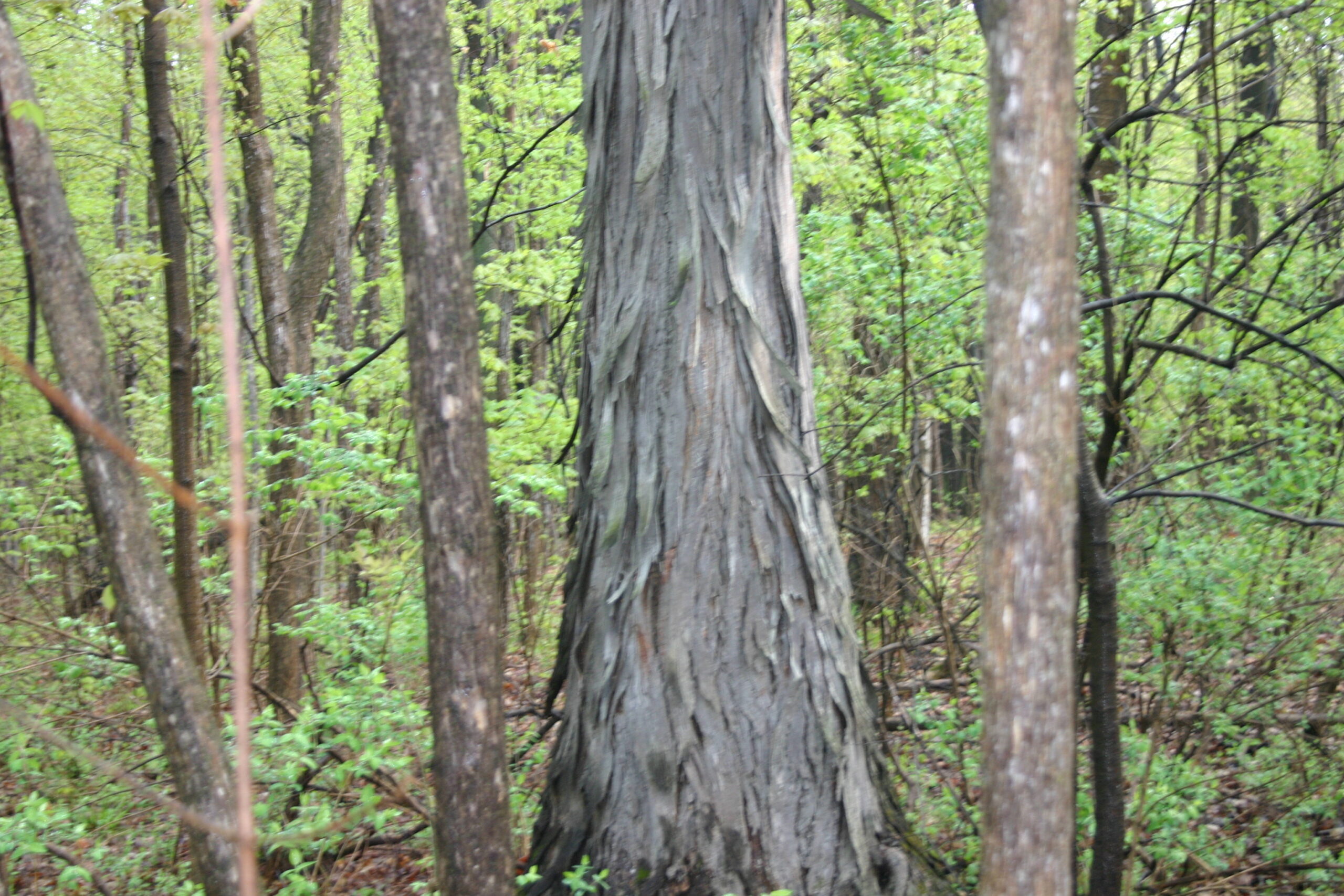 Boisé Châteauguay-Léry : la MRC referme un peu la porte à la construction en attendant de l&rsquo;aide