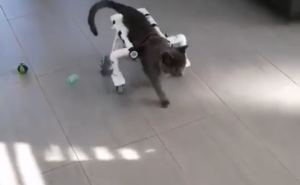 Un chat amputé se déplace en fauteuil roulant