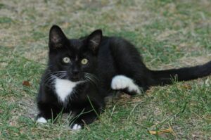 Un animal perdu peut s’avérer cher à récupérer