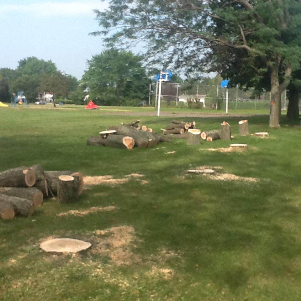 L’abattage de cinq arbres matures par une Municipalité suscite la grogne des citoyens