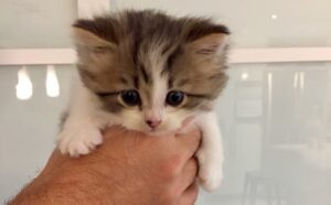 Cas de cruauté animale : Celle qui a secouru un chaton vivant jeté aux ordures témoigne