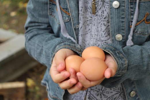 Forcés de se débarrasser de leurs quatre poules urbaines