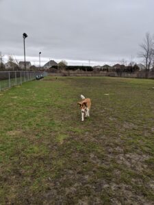 Un nouveau parc à chiens et des terrains de volleyball bientôt aménagés à Saint-Constant