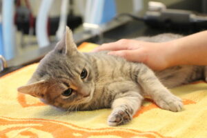 Blitz de stérilisation de chats errants