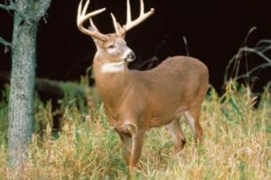 Abondance de cerfs en Virginie : permis spéciaux pour les agriculteurs