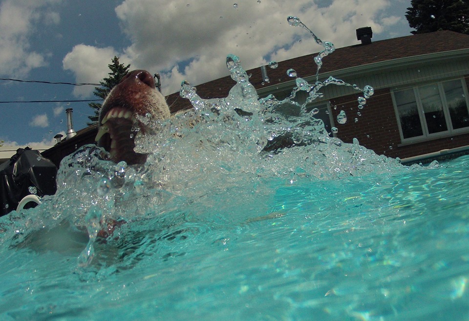 La mode est aux piscines