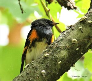 Le Groupe Maison Candiac a violé la loi sur les oiseaux migrateurs