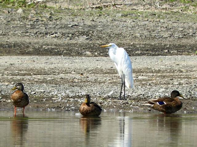 Les citoyens ont choisi un nom pour le lac de la carrière de briqueterie