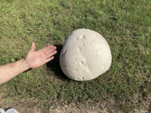 Un champignon de 8,4 livres cueilli à Saint-Édouard