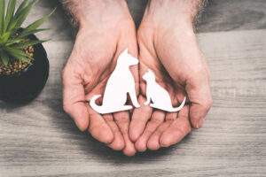 Quelle pension pour animaux choisir ?